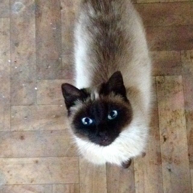 cat