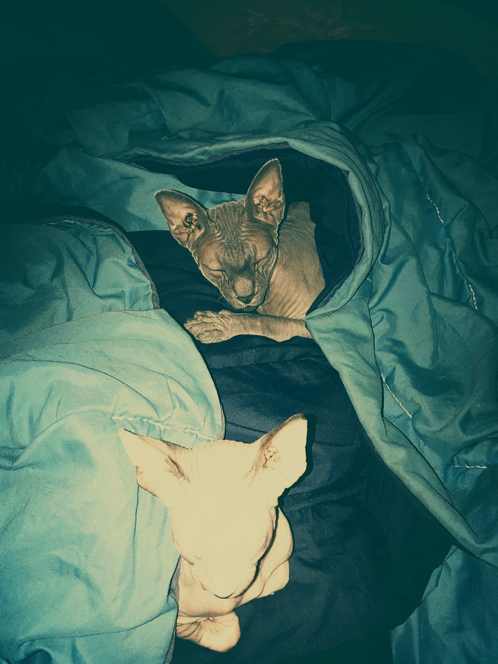 Spud et klaus
