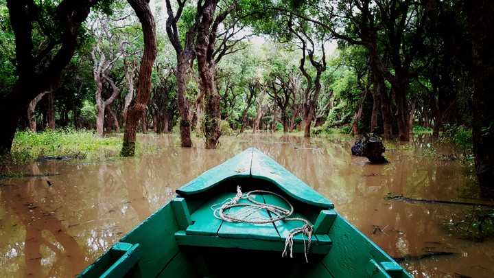 cambodia mangrove