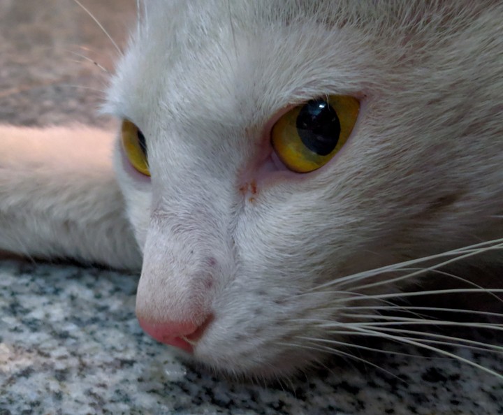 kittie