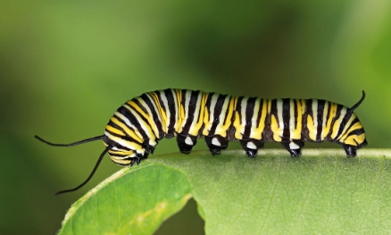 Caterpillar Muscles