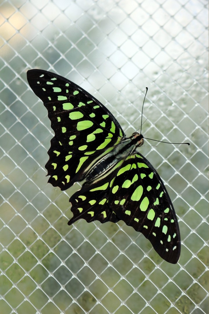 butterfly so beautiful....