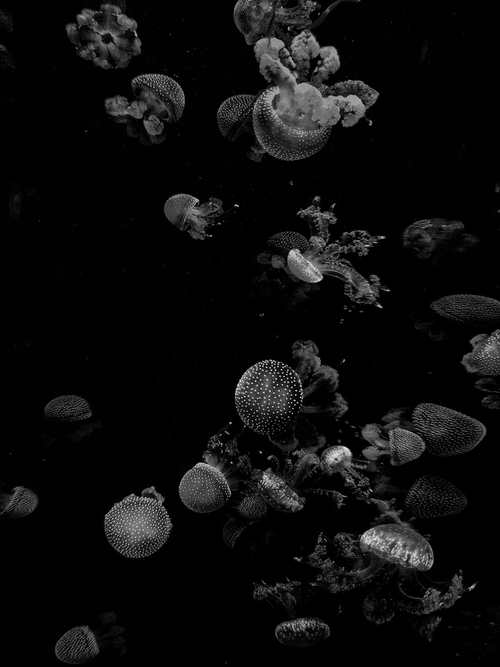 B&W Jellyfish