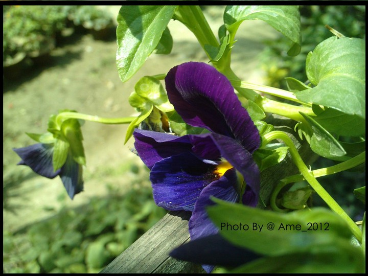 Seasonal flower