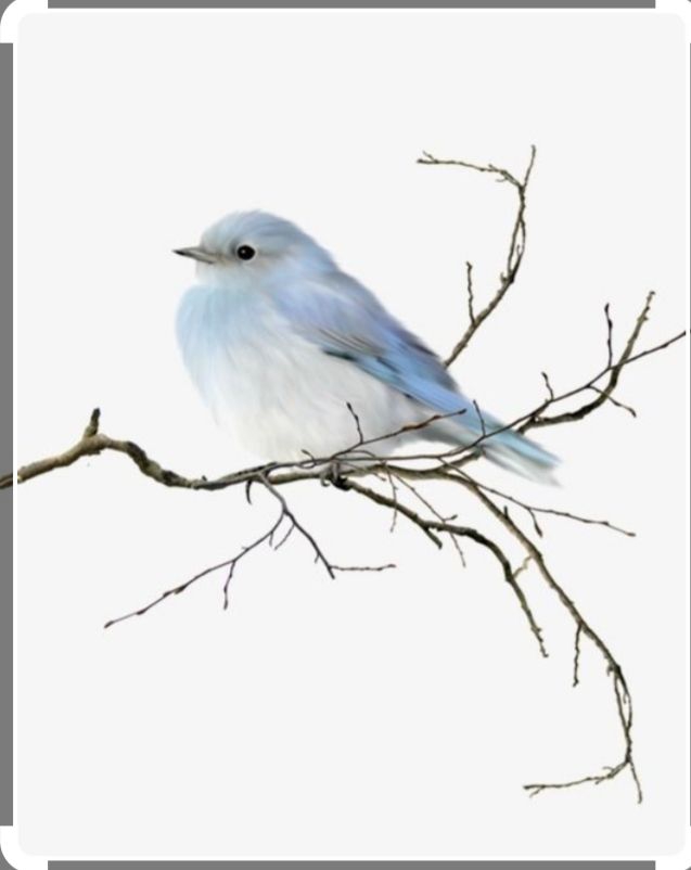 Bird on branch