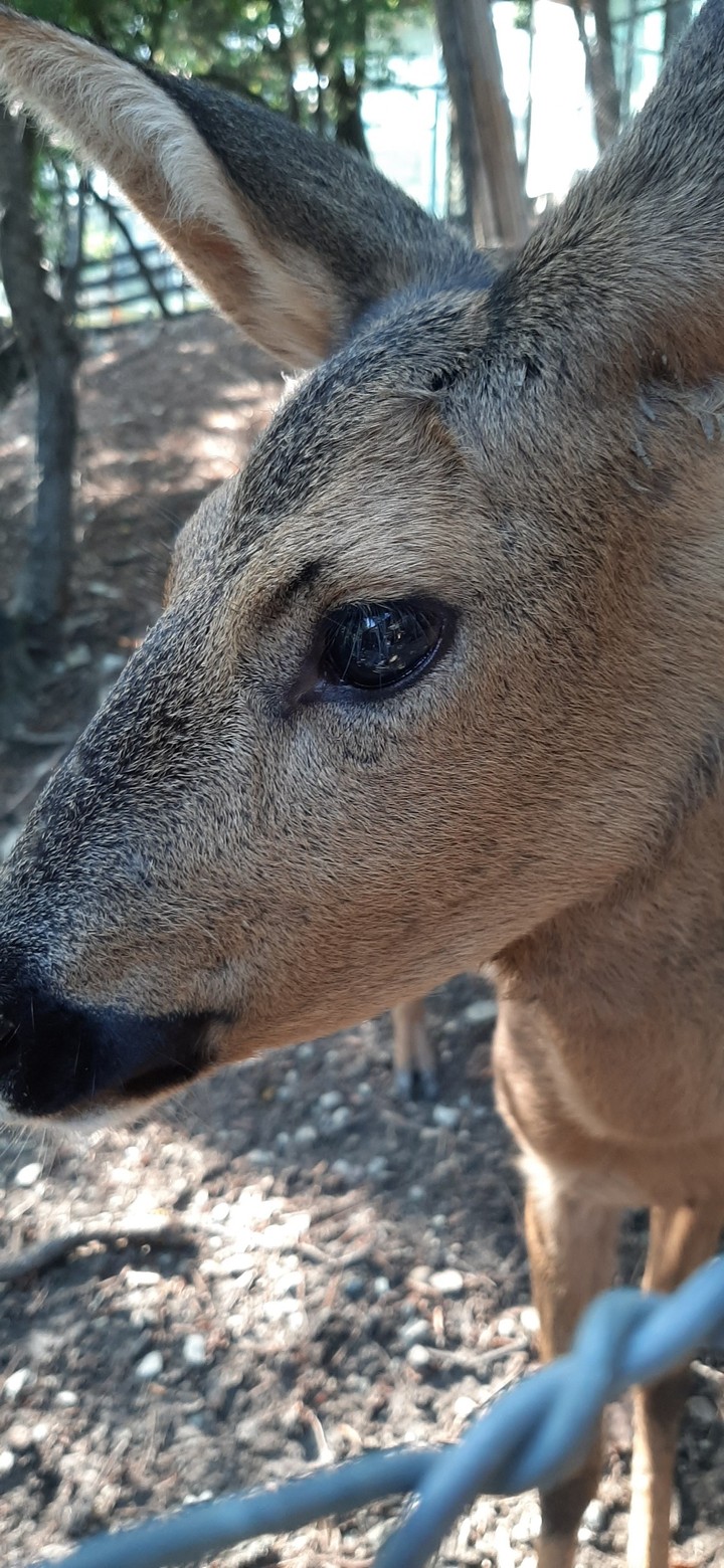 Animal