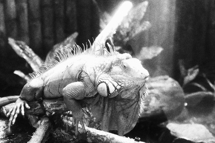 Iguana
