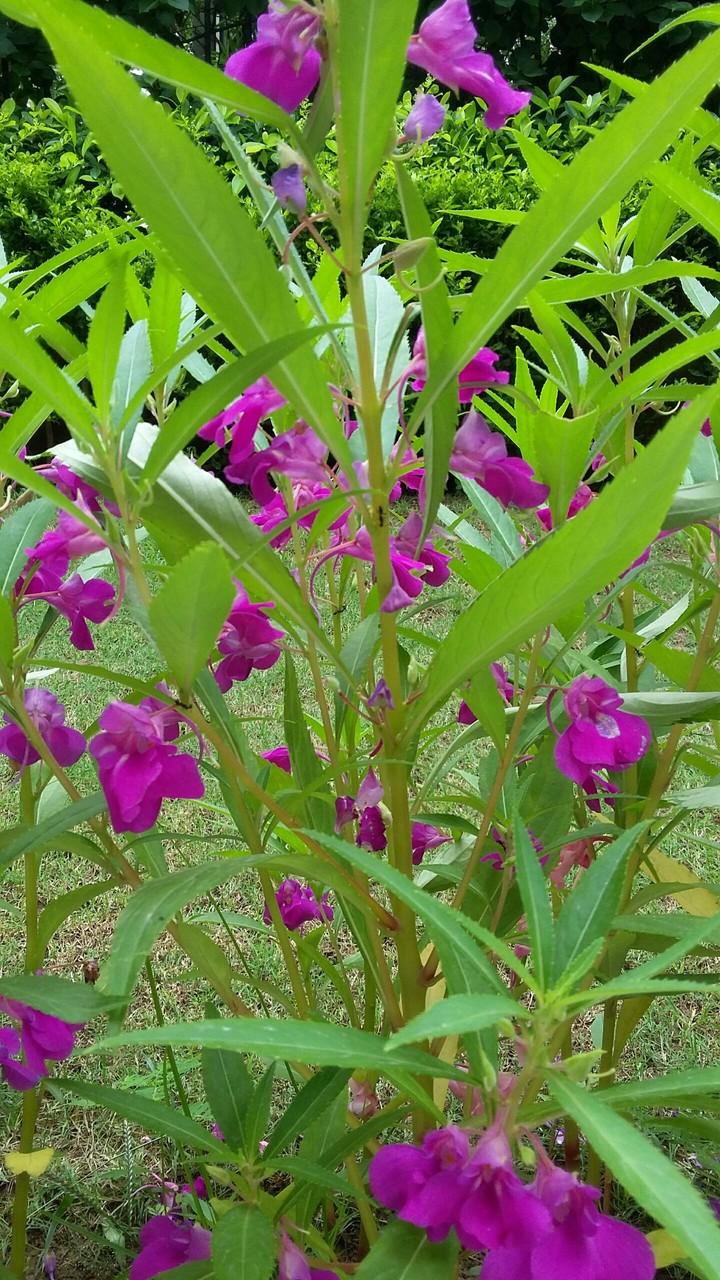 purple fresh flower