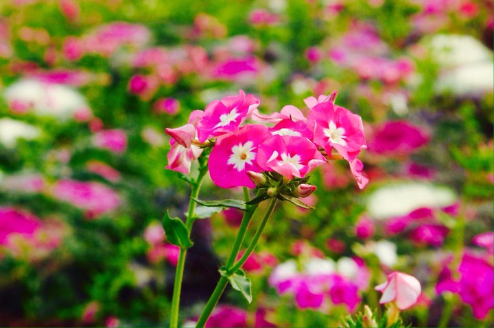 pink flower