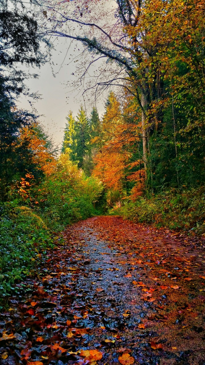 Forêt