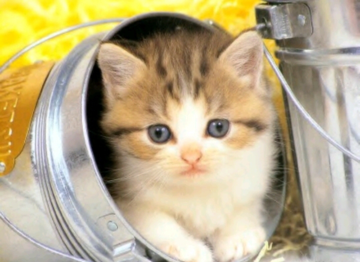 Chaton