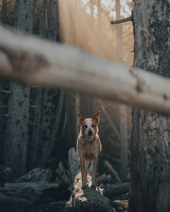 dog