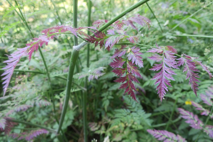 feuilles