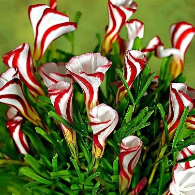 Red & white flowers.