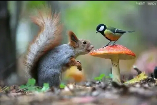 Friendship