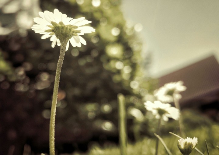 daisy