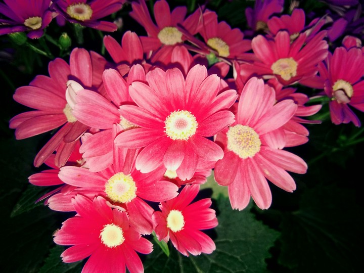 flower