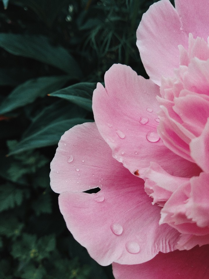 Peonies