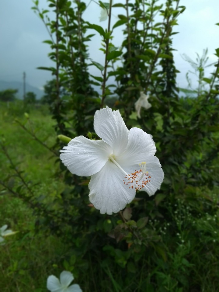 flower