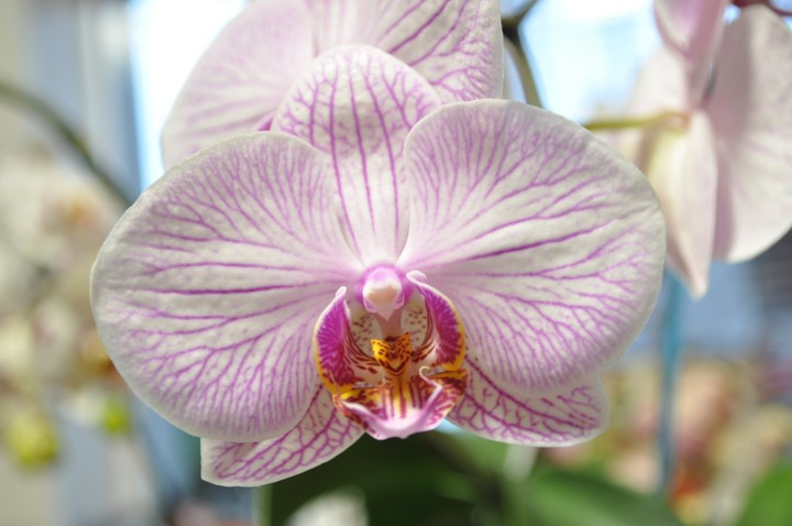orchid