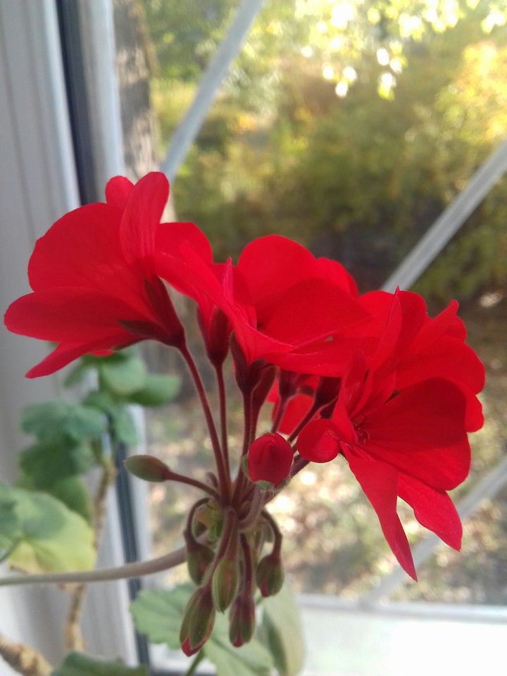 Flowers