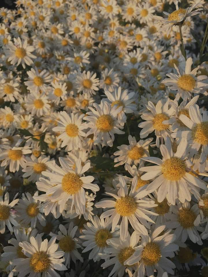 ღ✿◠‿◠✿ღ