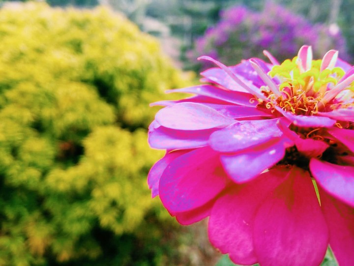 Blossom