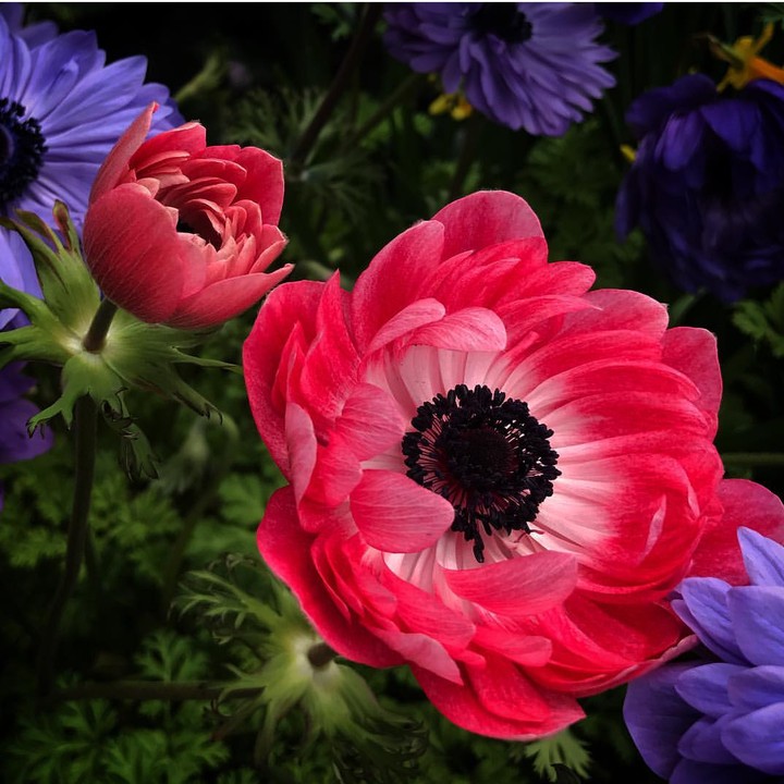 Red anemone