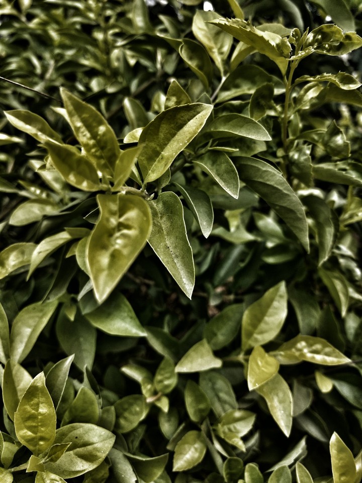 green leaves 