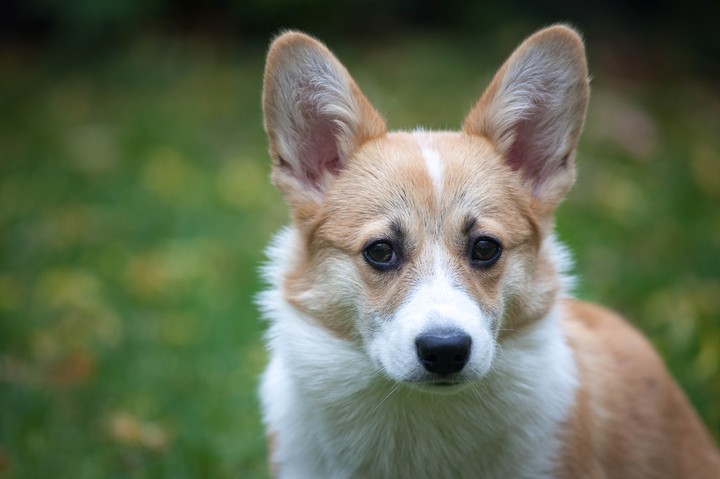Dog