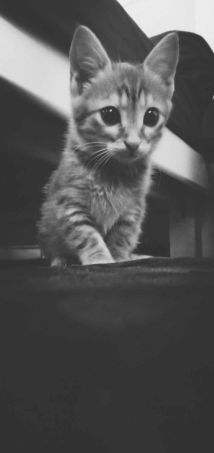 cat ♥️