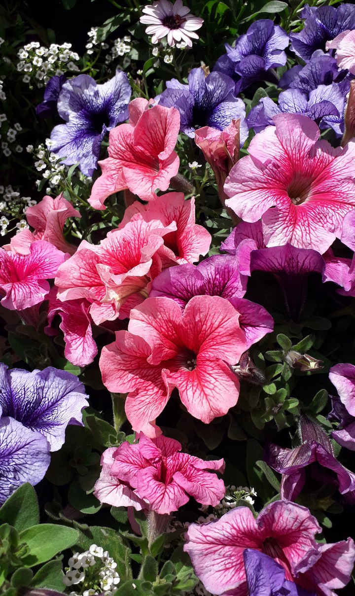 beautiful flowers