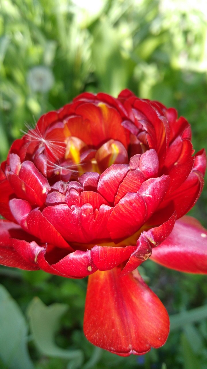 flower
