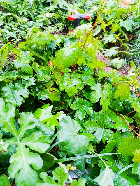 fondos de pantalla herb, grapevines