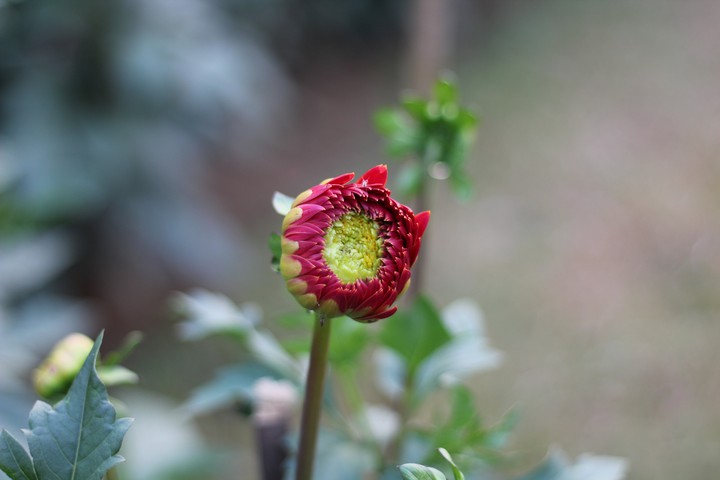 dahlia
