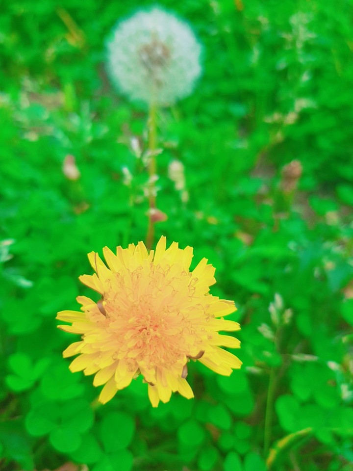 민들레