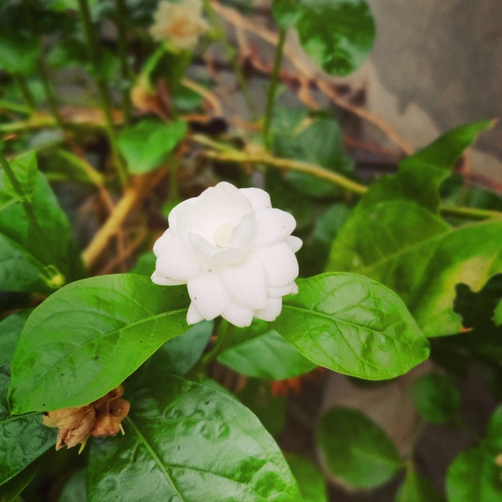 nature