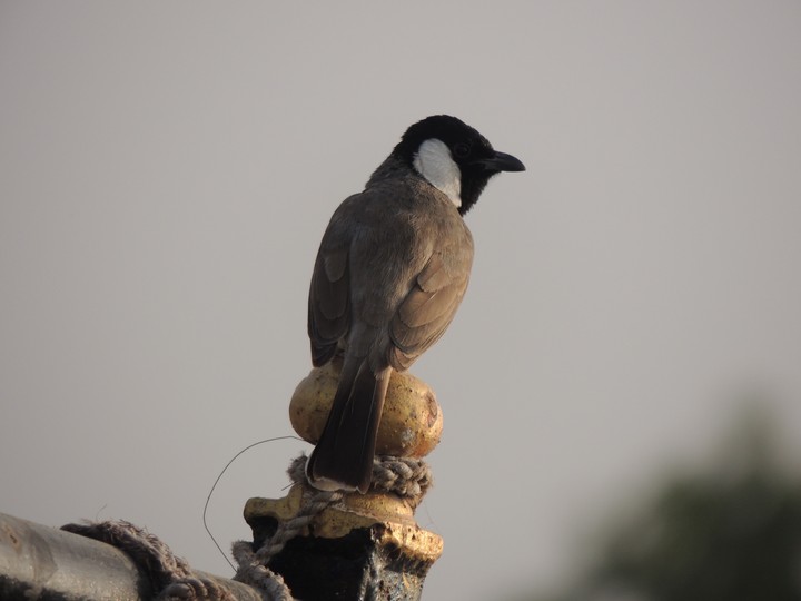 bird