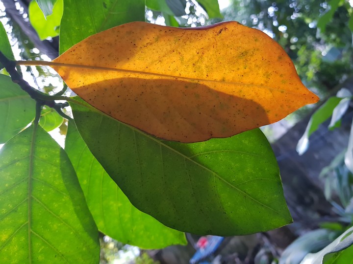 Leafs