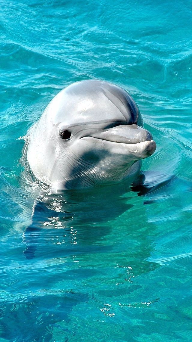 Adorable Dolphin