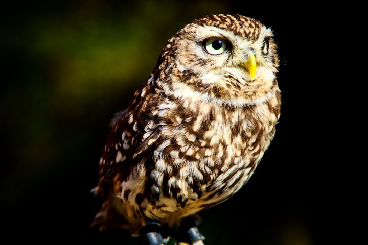 Woderful Bird