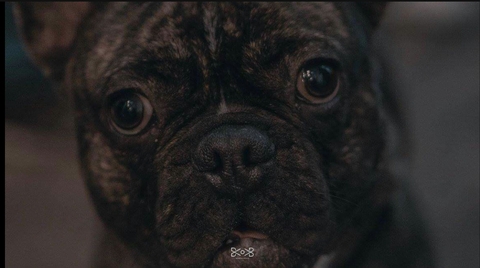 Puppy dog