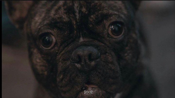 Puppy dog
