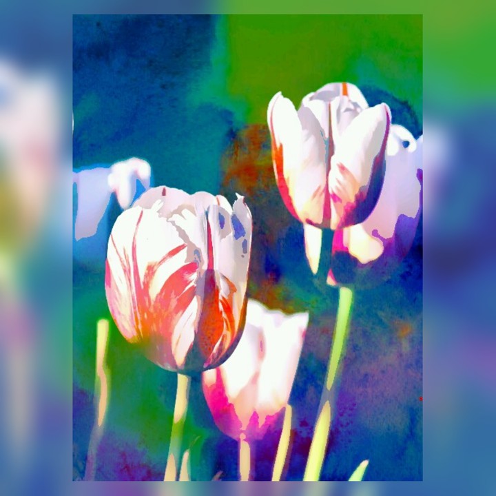T as tulips