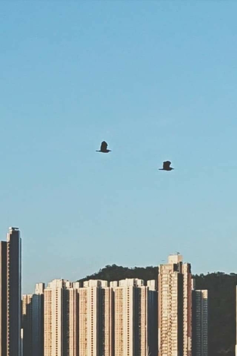 鳥與樓