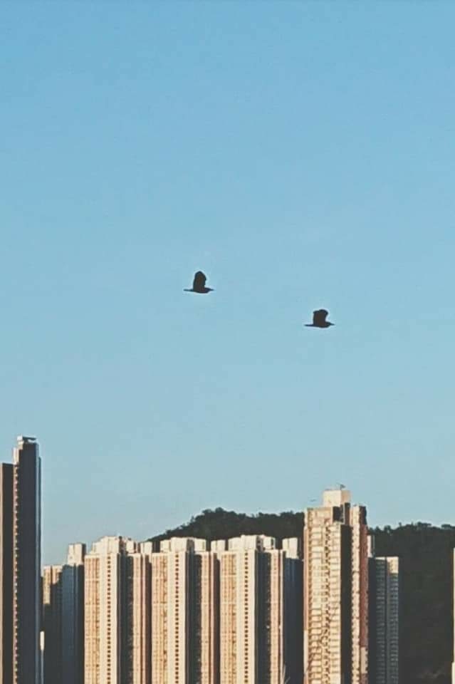 鳥與樓