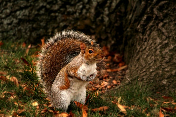 Squirrel