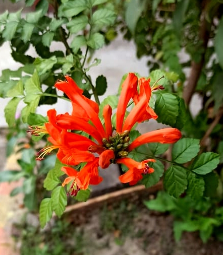 flower