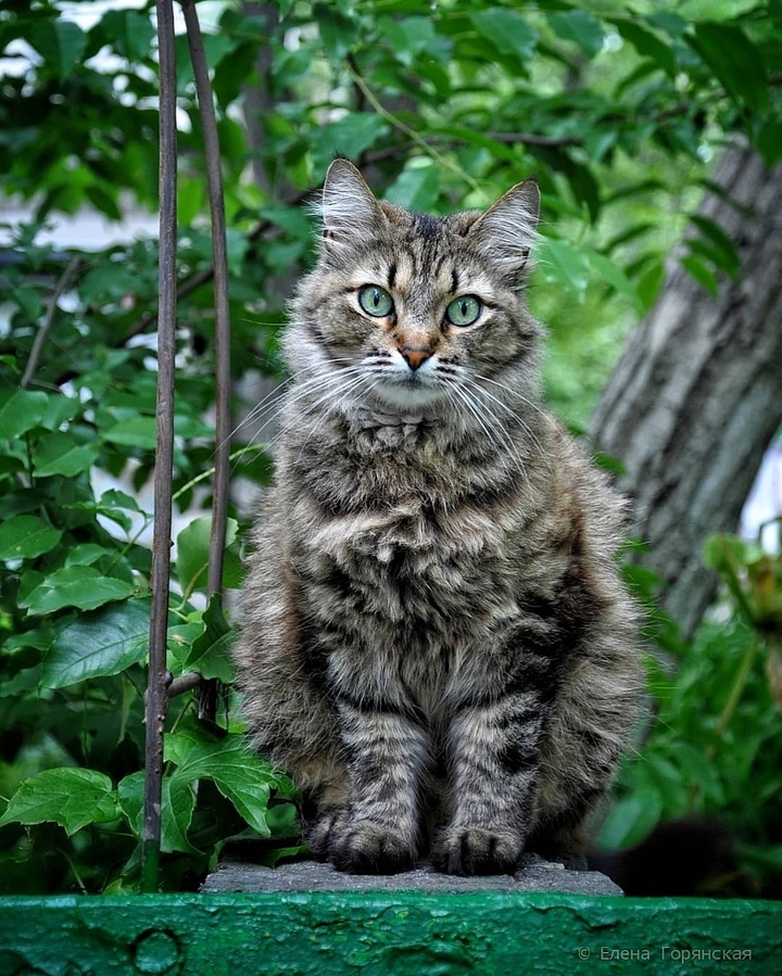 Cat