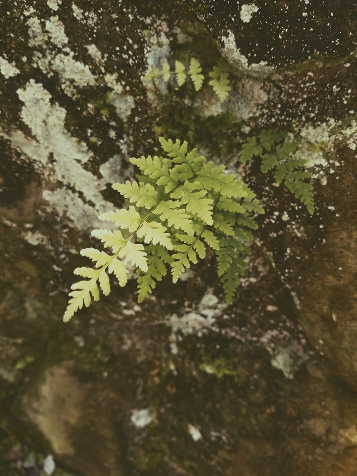 more leaves